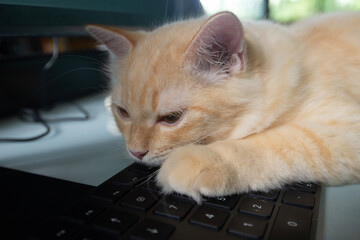 A young orange cat is lying down with its chin resting on the keyboard.