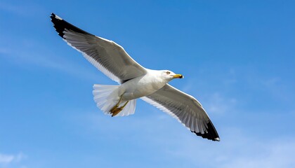 Seagull soaring gracefully against a clear blue sky.