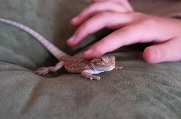 Baby of bearded agama dragon on hands taming at home