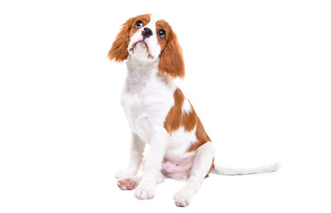 Adorable Spaniel puppy, sitting looking up, isolated on white background