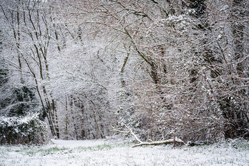 Neige en for&ecirc;t