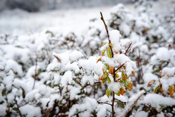 Neige en for&ecirc;t