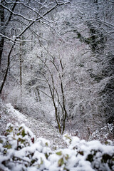 Neige en for&ecirc;t