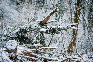 Neige en for&ecirc;t