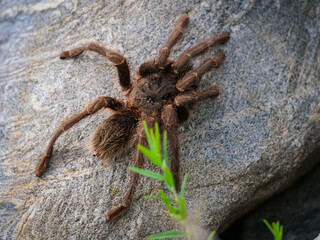 A detailed close-up shot of a hairy brown tarantula spider resting on a grey rock surface in natural daylight