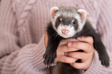 domestic ferret pet portrait, ferret face closeup; animal holded by human hand
