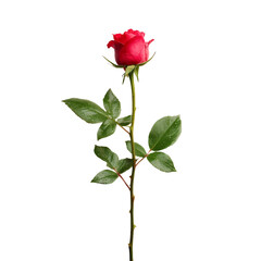 red rose isolated on transparent background 