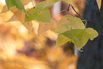 秋晴れのなか金色に輝く美しいフウノキの葉
