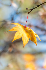 秋晴れのなか金色に輝く美しいフウノキの葉