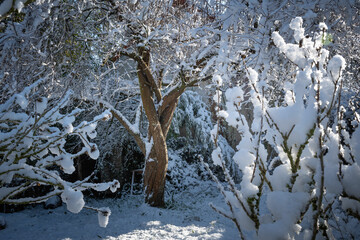 tree in snow in a garden in France