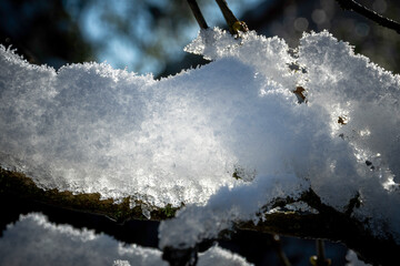 snow covered trees in winter