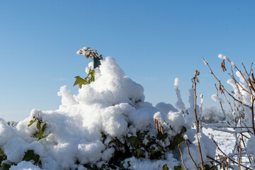 snow covered tree