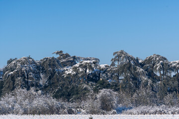 snow covered trees