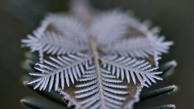 Delicate frost patterns on a brown leaf atop a green plant