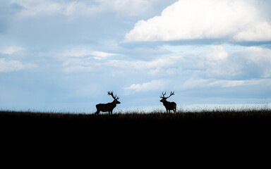 Deer silhouettes against a cloudy sky in a meadow