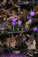 Bright purple crocus flowers with dew drops on dark natural background in spring morning. Lovely saffrons in the rainy forest. Fresh colourful blossom of wild primroses