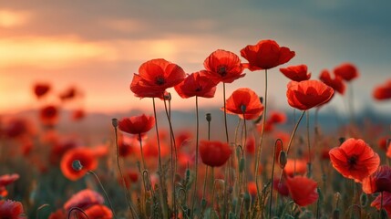 Obraz premium Red poppies fill a field as the sun sets in the background. The warm light enhances the colors of the flowers and creates a beautiful scene with a blue sky.