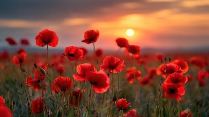 Obraz premium Poppy flowers stand tall in a field as the sun sets. The sky shows colors of orange and purple creating a beautiful backdrop for the flowers. The scene is bright and lively.