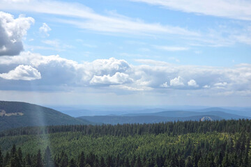 Serene Landscape with Expansive Forest and Majestic Blue Sky for Nature Enthusiasts