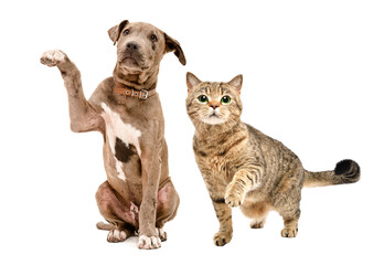 Playful pitbull puppy and Scottish Straight cat together with raised paws isolated on white background