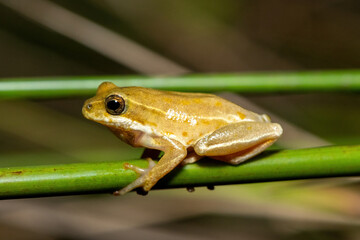 Obraz premium A cute painted reed frog (Hyperolius marmoratus taeniatus), also known as a marbled reed frog, in a wetland in St Lucia, South Africa