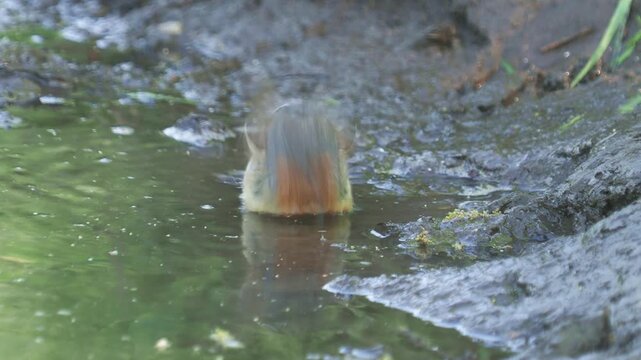 The red-breasted flycatcher male bird taking a bath, Ficedula parva, and nightingale song on background