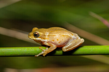 Obraz premium A cute painted reed frog (Hyperolius marmoratus taeniatus), also known as a marbled reed frog, in a wetland in St Lucia, South Africa