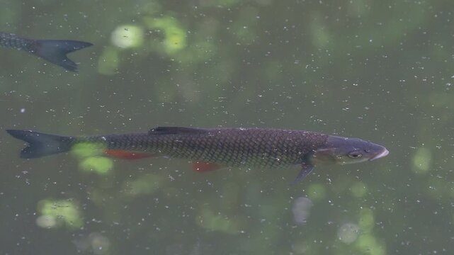 European chub fish in the water, Squalius cephalus