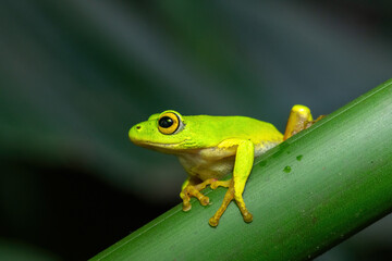 Naklejka premium A gorgeous green Tinker Reed Frog (Hyperolius tuberilinguis) perched on dense vegetation, ready to jump. St Lucia, KwaZulu-Natal, South Africa