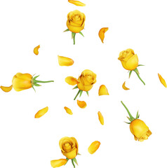 Yellow Rose Petals