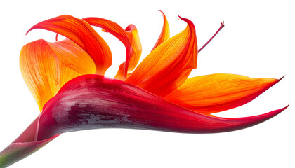 Parrot’s beak flower with fiery red and orange curved petals, dynamic organic shape, vibrant exotic aesthetic, high-resolution studio photography style, isolated on transparent background, PNG.