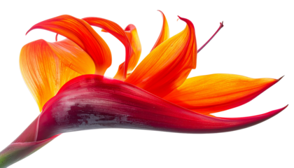 Parrot’s beak flower with fiery red and orange curved petals, dynamic organic shape, vibrant exotic aesthetic, high-resolution studio photography style, isolated on transparent background, PNG.