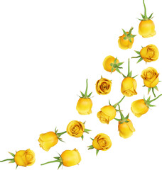 Falling Yellow Rose Flower