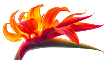 Parrot’s beak flower with fiery red and orange curved petals, dynamic organic shape, vibrant exotic aesthetic, high-resolution studio photography style, isolated on transparent background
