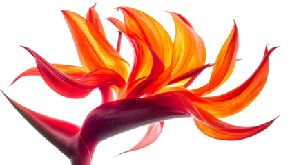 Parrot’s beak flower with fiery red and orange curved petals, dynamic organic shape, vibrant exotic aesthetic, high-resolution studio photography style, isolated on transparent background.