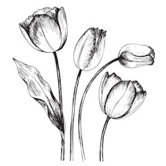 Black and white hand drawn tulip flowers illustration. Elegant botanical line art with blooming and closed tulips, vintage floral sketch perfect for spring decor, wedding design, branding and statione