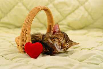Cute tabby kitten sleeping in a wicker basket with a red heart