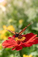 Monarch Butterfly on a red Zinnia