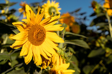 Close up of a Sunflower on a Sunny Afternoon