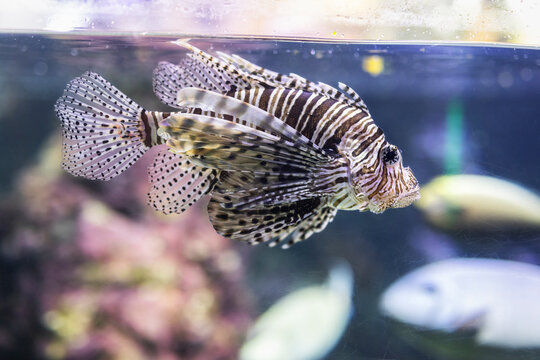 Pesce scorpione o Leone, pterois volitans, durante una visita all'Acquario di Genova, Liguria, Italia, Europa