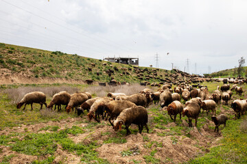 a flock of sheep near Adana Turkey