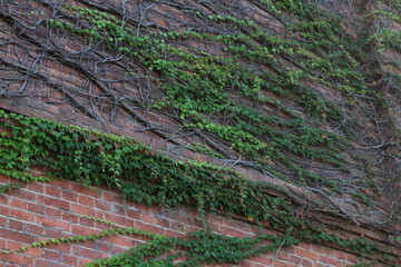 蔦に覆われた壁
