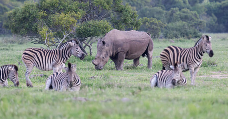 a white rhino surrounded by a herd of zebra © Jurgens