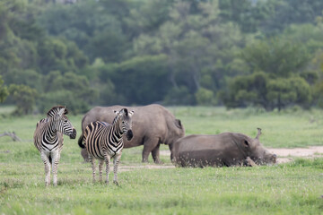 Fototapeta premium a white rhino surrounded by a herd of zebra