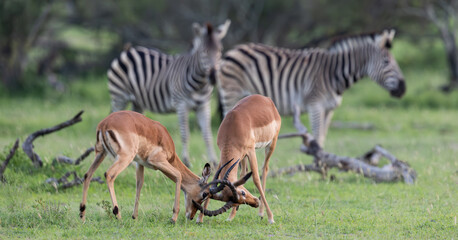 Impala rams fighting infront of zebras