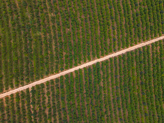 Aerial view of orange groves in the municipality of Sagunto, Valencia