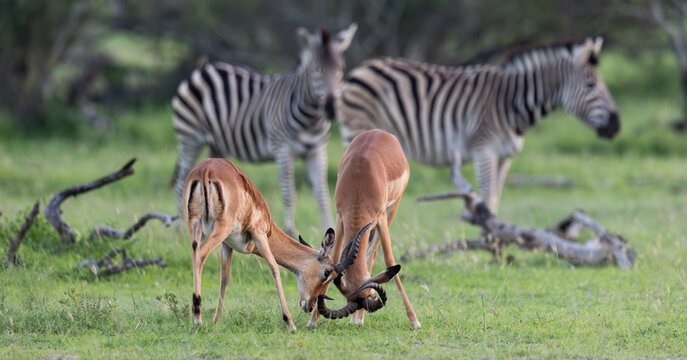 Impala rams fighting infront of zebras