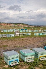 The beekeeper holds a honey cell with bees in his hands. Apiculture. Apiary - Image