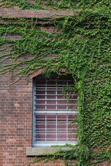 蔦のある窓