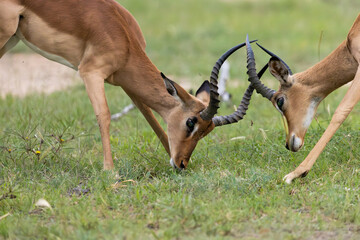 two impala rams fighting